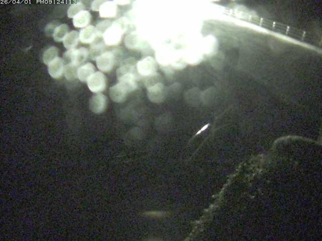 取得できませんでした